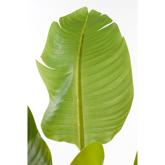 Art Banana Plant - H120 X Ø70 cm - vert