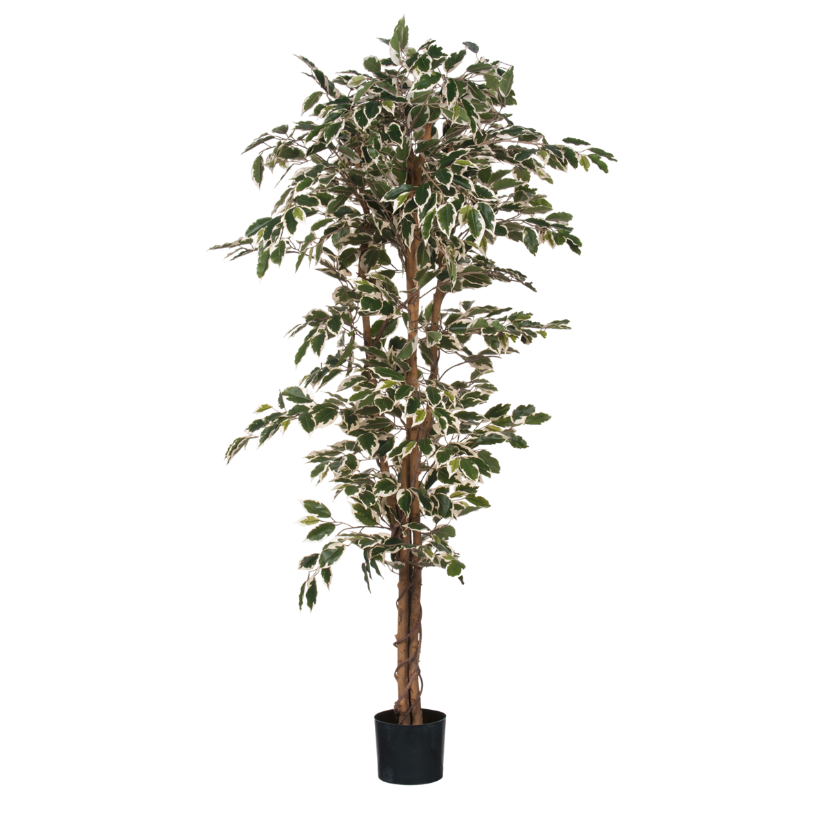 Plante Ficus Artificielle - H180 x Ø90 cm - Panaché Vert