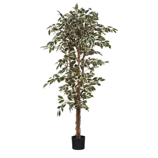 Plante Ficus Artificielle - H180 x Ø90 cm - Panaché Vert