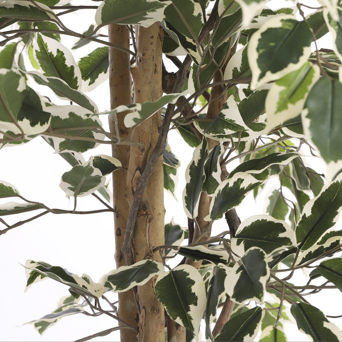 Plante Ficus Artificielle - H180 x Ø90 cm - Panaché Vert