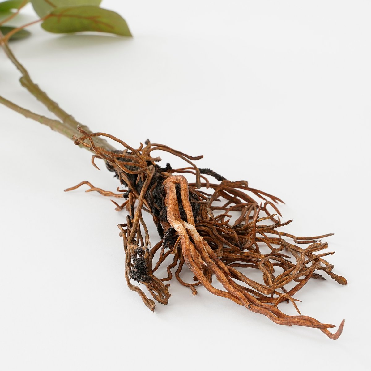 Plante d'eucalyptus artificielle - L12 x l28 x H64 cm - Vert