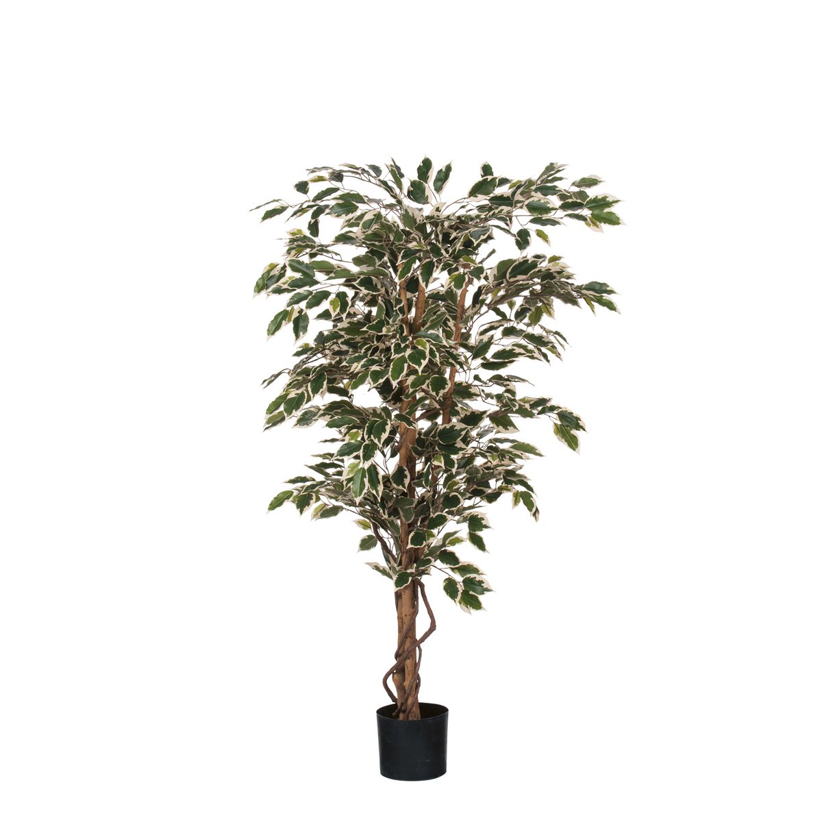 Plante Ficus Artificielle - H150 x Ø75 cm - Vert Panaché